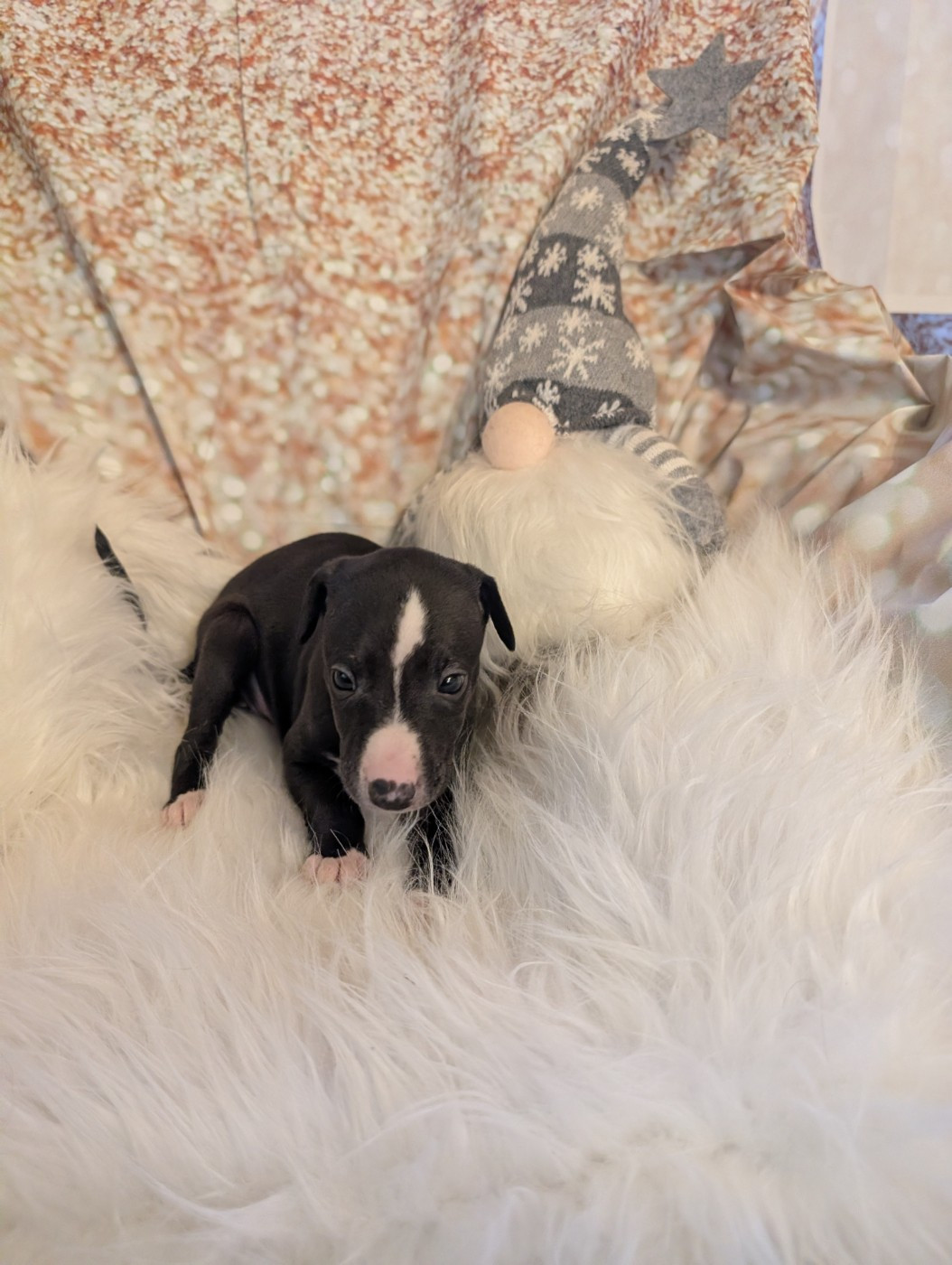 Des Terres De Syra - Chiots disponibles - Whippet