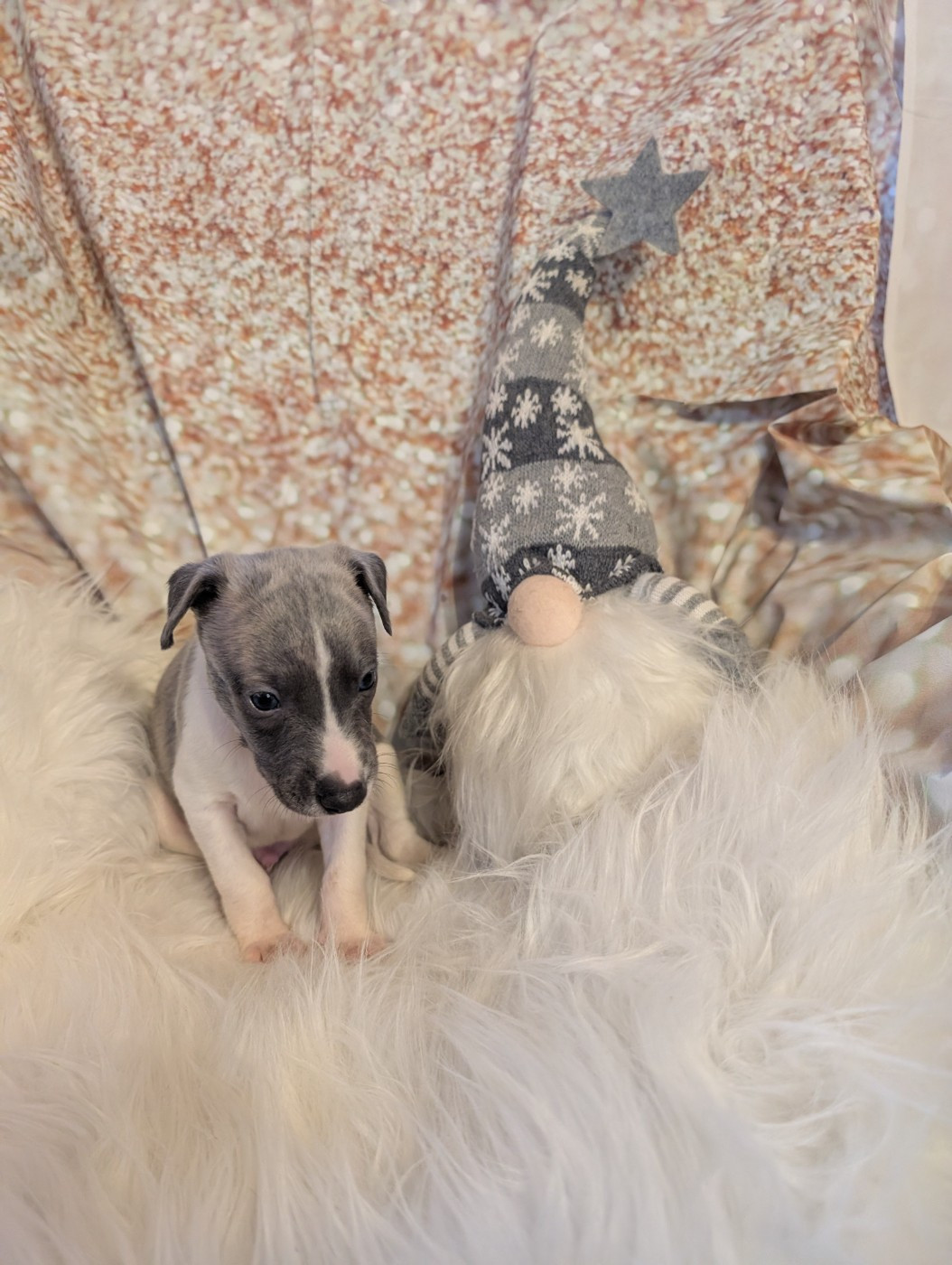 Des Terres De Syra - Chiots disponibles - Whippet