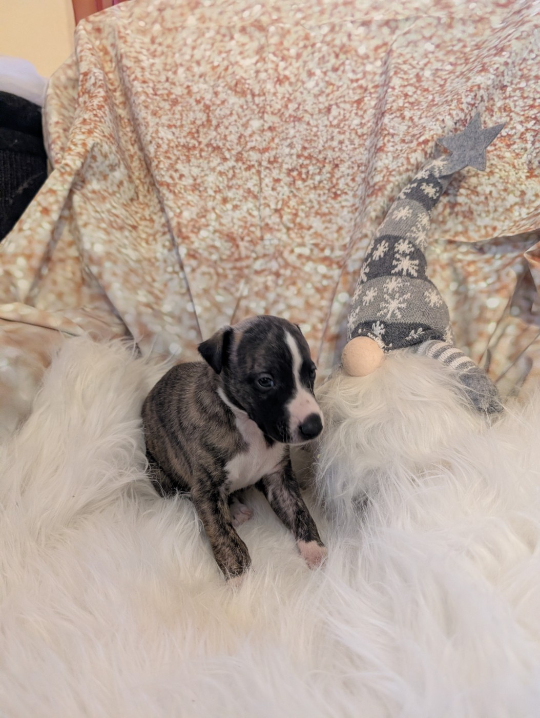 Des Terres De Syra - Chiots disponibles - Whippet