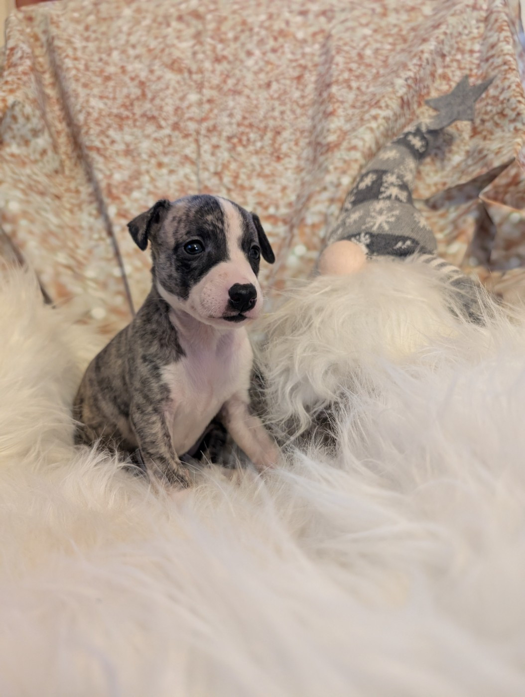 Des Terres De Syra - Chiots disponibles - Whippet