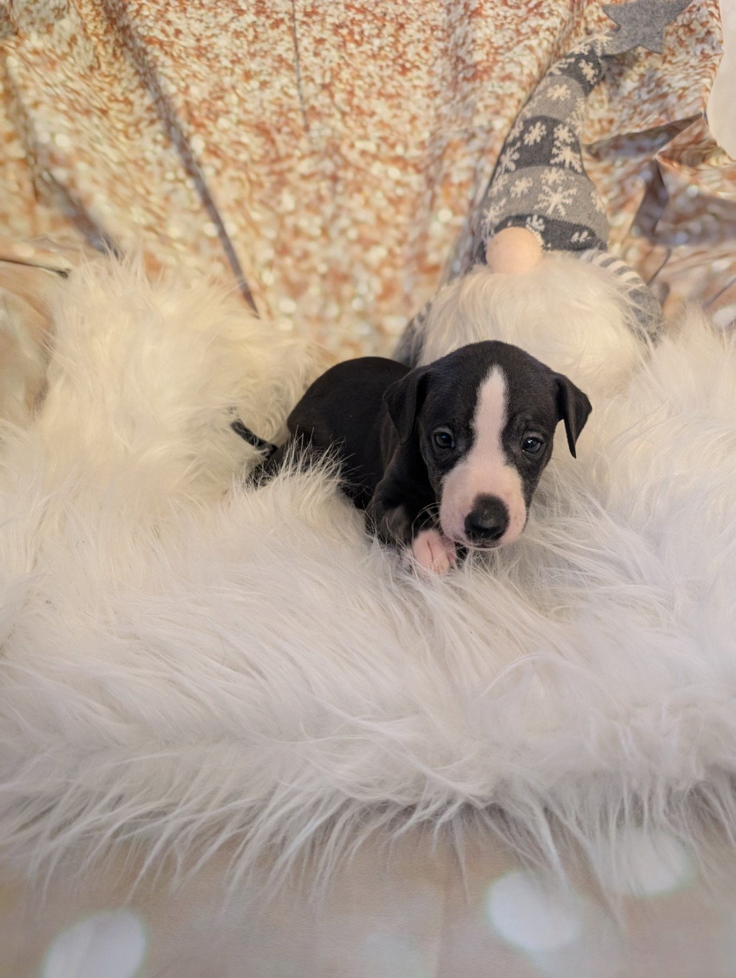 Des Terres De Syra - Chiots disponibles - Whippet