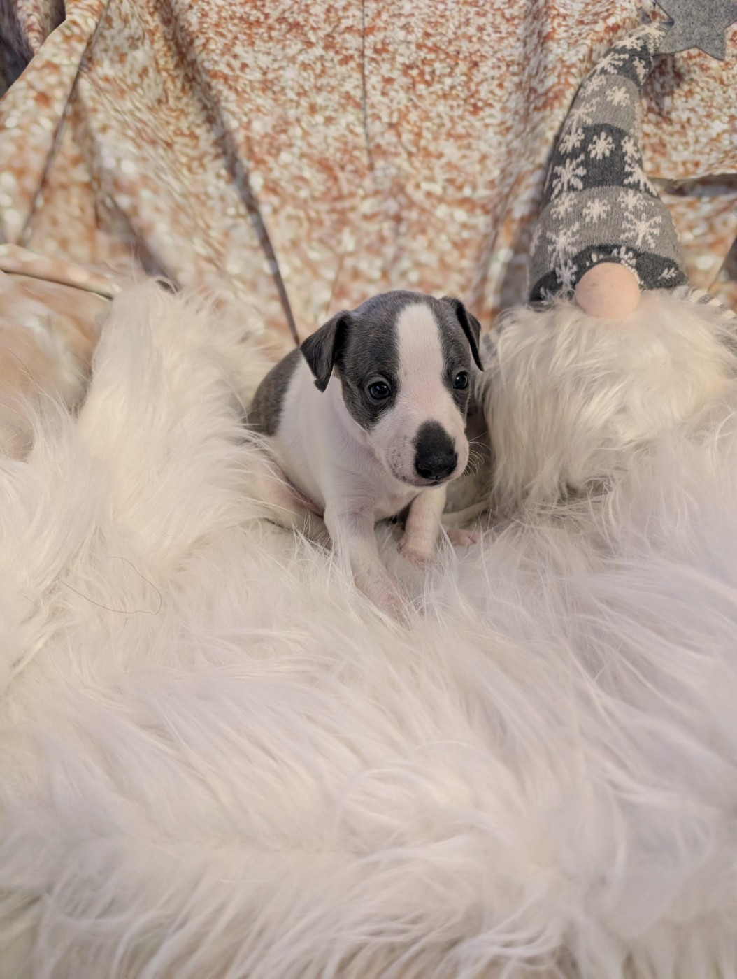 Des Terres De Syra - Chiots disponibles - Whippet