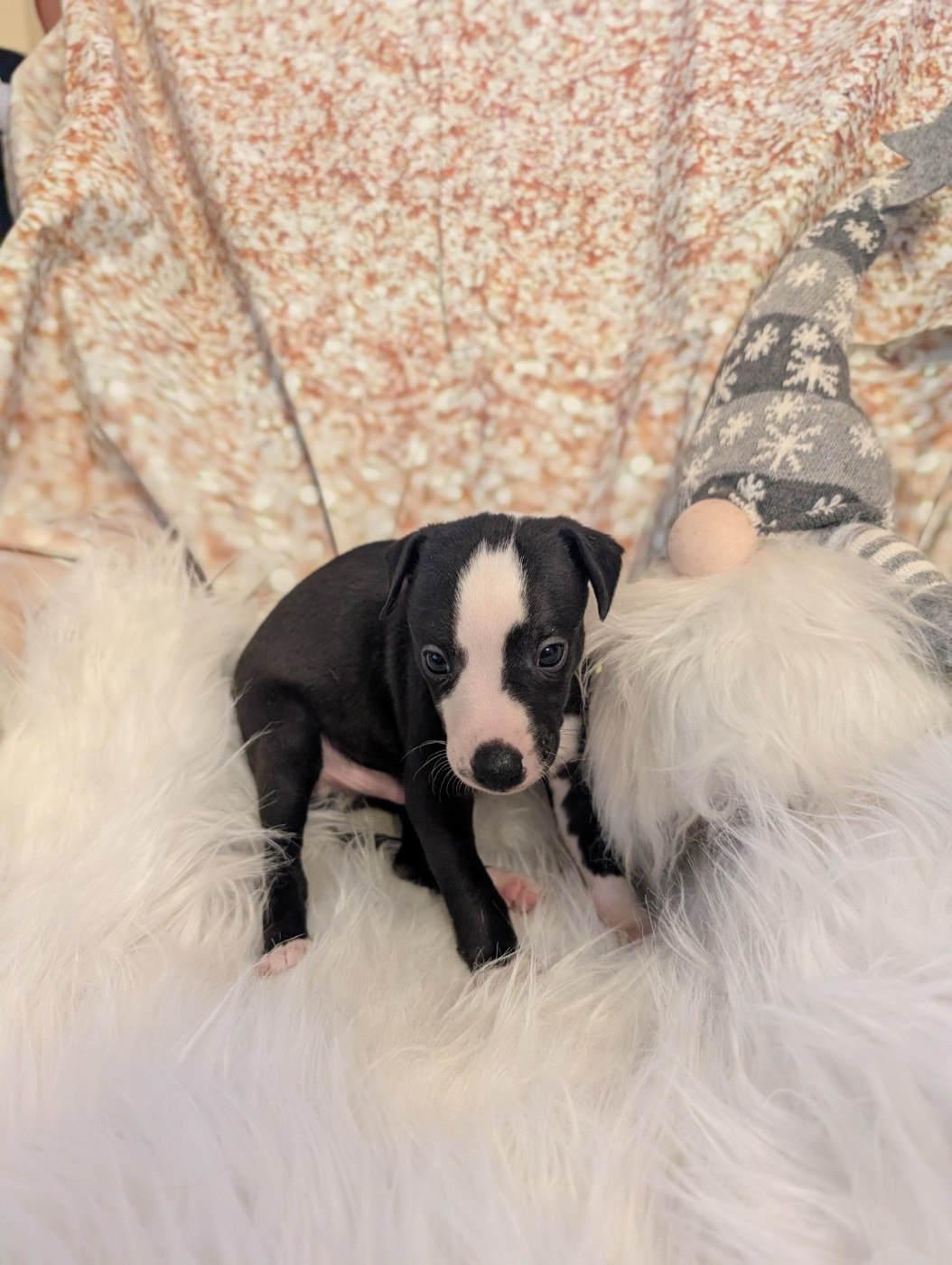 Des Terres De Syra - Chiots disponibles - Whippet