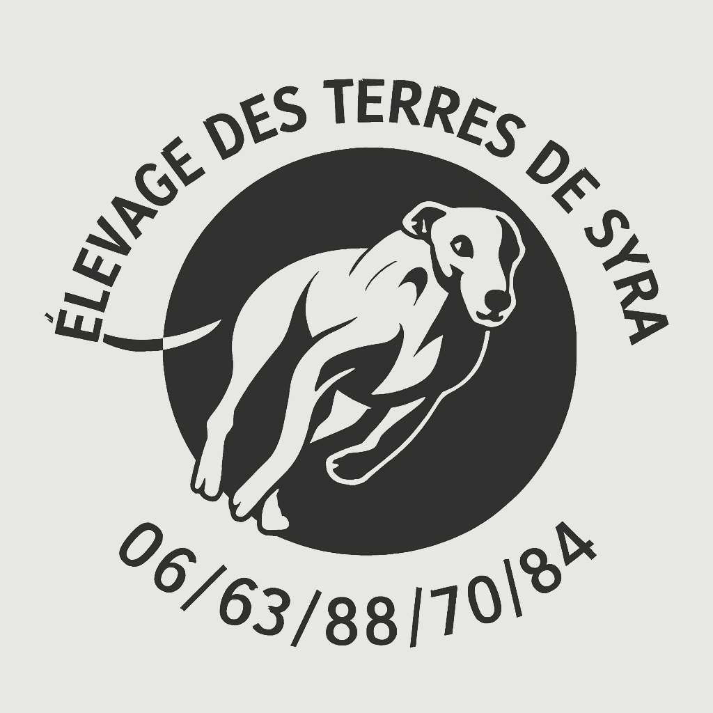 Chiot Whippet Des Terres De Syra